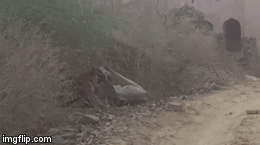 Video: Hổ bất thình lình lao ra từ bụi rậm, hạ sát bò trong tích tắc