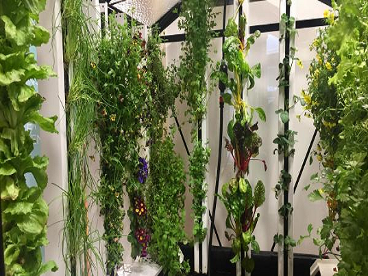 Tự cung cấp thực phẩm sạch nhờ phương pháp thủy canh