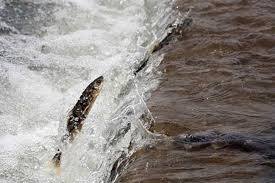 Video: Cá chép không vảy bơi ngược dòng để đẻ trứng 