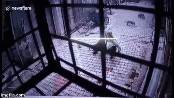 Video: Hốt hoảng vì bị bầy khỉ quây đánh ngay trước cửa nhà