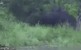 Video: Trâu rừng tung 2 cú húc cực mạnh, hạ gục cá sấu để giải cứu đồng loại