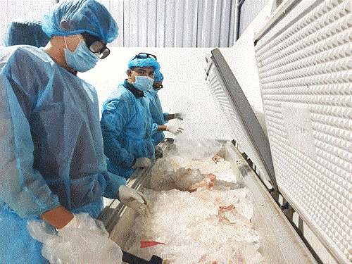 Hơn 600 kg thịt heo nhiễm bệnh tả châu Phi có giấy chứng nhận kiểm dịch