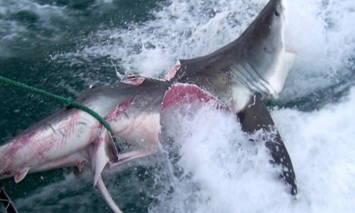 Cá mập khổng lồ bị tấn công, cắn gần đứt đôi thân