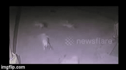 Video: Đàn chó chết thảm sau trận 