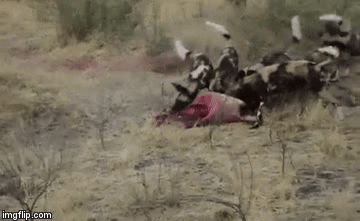 Video: 18 con chó hoang tranh mồi với bầy linh cẩu khát máu, bên nào sẽ giành chiến thắng?