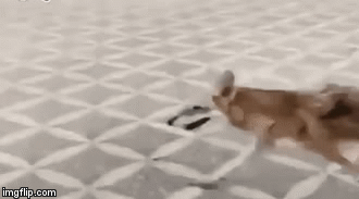 Video: Báo săn hùng hổ tấn công chó sói, lập tức nhận ngay cái kết tủi hổ