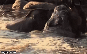 Video: Mải mê uống nước, linh dương đầu bò bị cá sấu kẹp cổ kéo xuống sông