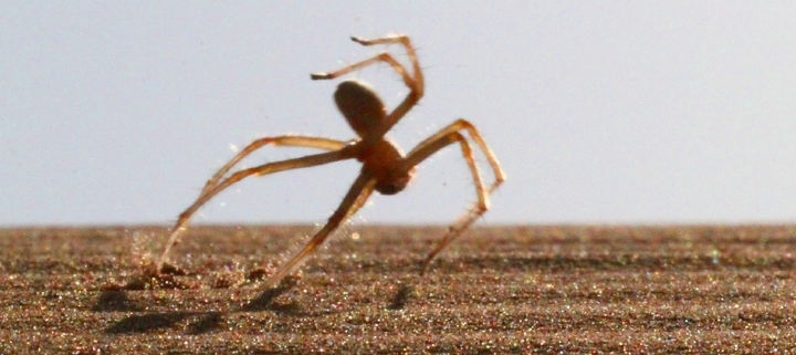 Nhện trên sa mạc phi thân với tốc độ 1,5 m/s  để chạy trốn kẻ săn mồi 