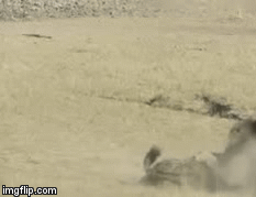 Video: Cuộc đụng độ thảm khốc giữa linh cẩu và sư tử đực