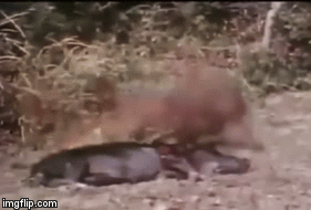 Video: Cả gan tranh cướp mồi, chó sói bị báo hoa mai giết chết để làm gương