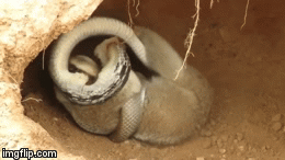 Video: Vừa chui vào hang, lười Loris bị rắn phục kích và màn thoát chết nghẹt thở