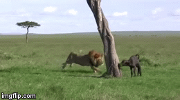 Video: Nghé non yếu ớt, bơ vơ dưới gốc cây bị sư tử đực hạ sát trong nháy mắt