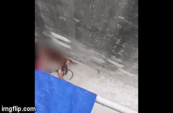 Hà Nội: Kinh hoàng chó nhà lao vào cắn xé bà cụ khi tới thăm cháu gái