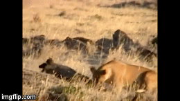 Video: Tưởng vớ được mồi ngon, sư tử 