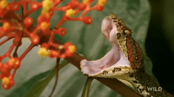 Quan sát loài rắn độc nhất thế giới săn mồi