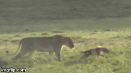 Cuộc chiến sinh tồn: Bầy linh cẩu 