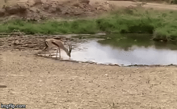 Video: Linh dương tinh ranh thực hiện “động tác giả” khiến sư tử mất mặt