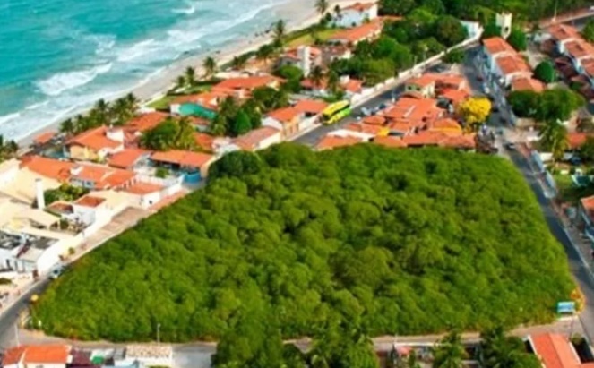 Cận cảnh cây điều cổ thụ lớn nhất thế giới, tán rộng hơn cả sân vận động