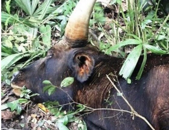 Bò tót gần 800 kg chết trong khu bảo tồn là do tuổi già, có dấu hiệu mắc bệnh phổi