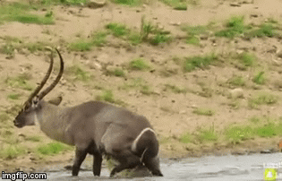Video: Đối diện khắc tinh, linh dương được “bóng đen” lạ âm thầm tới cứu mạng