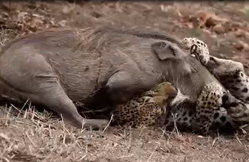 Video: Gặp phải kẻ săn mồi tinh nhuệ, lợn rừng nhận cái kết bi thương