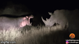 Video: Cả gan trêu tê giác, hà mã khổng lồ bị dạy cho bài học nhớ đời