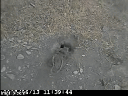 Video: Sóc đất đang tò mò vì cái hố sâu bỗng bỏ chạy thật nhanh vì phát hiện thấy