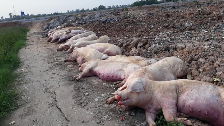Mất hàng triệu con lợn vì dịch tả châu Phi, thiệt hại quá lớn, ngân sách cạn tiền