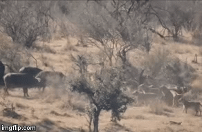 Video: Nghẹt thở cảnh 20 con trâu rừng giải cứu bạn, chiến thắng có đến với kẻ đoàn kết?