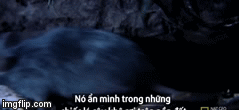 Video: Kinh hãi trước loài nhện nặng 200g, có thể ăn thịt cả chim 