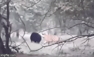 Video: Vừa chạm mặt con mồi, hổ hoảng hốt bỏ chạy vì đối thủ 