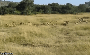 Video: Cả bầy linh cẩu điên cuồng tới cướp mồi, sư tử tháo chạy thục mạng