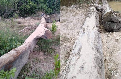 Hà Tĩnh: Phát hiện cây gỗ quý 100 năm tuổi nằm sâu dưới lòng suối khi đi mò ốc