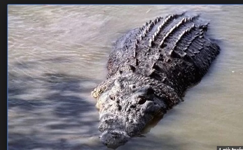 Sau mưa lớn, cá sấu bơi trên đường phố tìm đớp chó nhà 