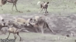 Video: Xâm phạm lãnh thổ bầy chó hoang, linh cẩu bị kẻ thù cắn xé thê thảm