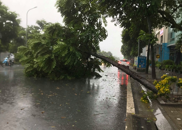 Ảnh hưởng bão số 3: Hà Nội mưa to, nhiều cây xanh bị