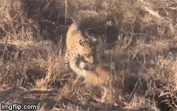 Video: Cả gan tấn công báo săn, lợn bướu bị dạy một bài học phải co giò chạy