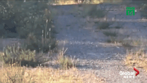 Video: Bị báo sư tử phục kích, người phụ nữ thoát nạn bằng cách kỳ lạ