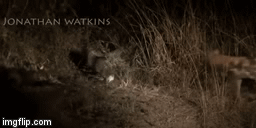 Video: Cầy mangut một mình 