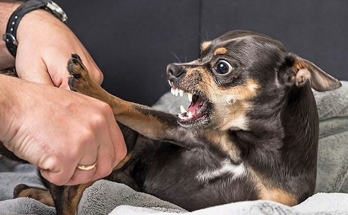 Đầu năm đến nay, cả nước có 46 người tử vong vì bệnh dại do chủ quan