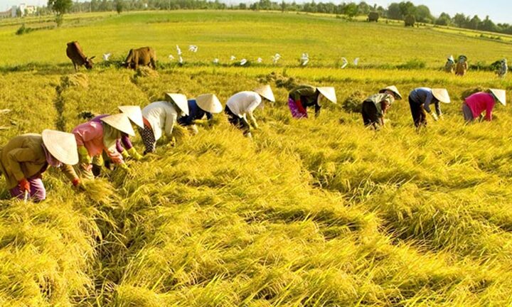 Tăng cường năng lực lao động nông thôn phục vụ khởi nghiệp nông nghiệp công nghệ cao, tham gia chuỗi giá trị nông sản toàn cầu (Phần I)