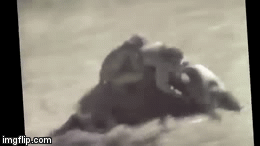 Video: Hài hước cảnh lợn cõng khỉ chạy băng băng để trốn thổ dân