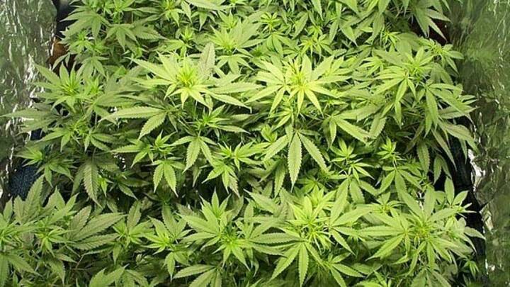 Gia Lai: Quán karaoke và nhà dân trồng cần sa trong vườn