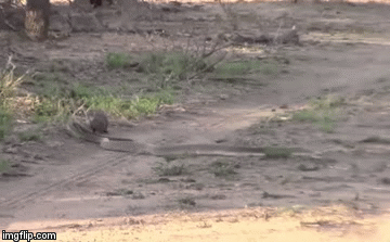 Video: Cầy mangut huyết chiến với rắn mamba đen kịch độc và cái kết ngỡ ngàng