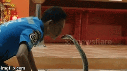 Video: Rùng mình xem người đàn ông hôn hổ mang chúa dài 3 mét ở Thái Lan