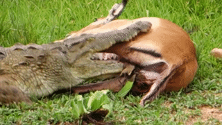 Video: Bị cắn trúng đầu, linh dương tung cước đá lật mặt cá sấu để thoát thân