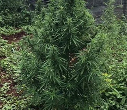 Gia Lai: Thu giữ 25 cây cần sa được trồng trong vườn nhà, quán karaoke