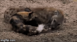 Video: Thấy chó hoang bị thương, linh cẩu tra tấn kẻ thù sống không bằng chết