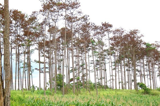 Khởi tố, bắt giam một cán bộ ngân hàng thuê người hủy hoại rừng thông ở Lâm Đồng