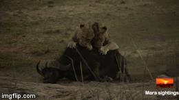 Cuộc chiến sinh tồn: Trâu rừng tử chiến trước nanh nuốt 3 con sư tử